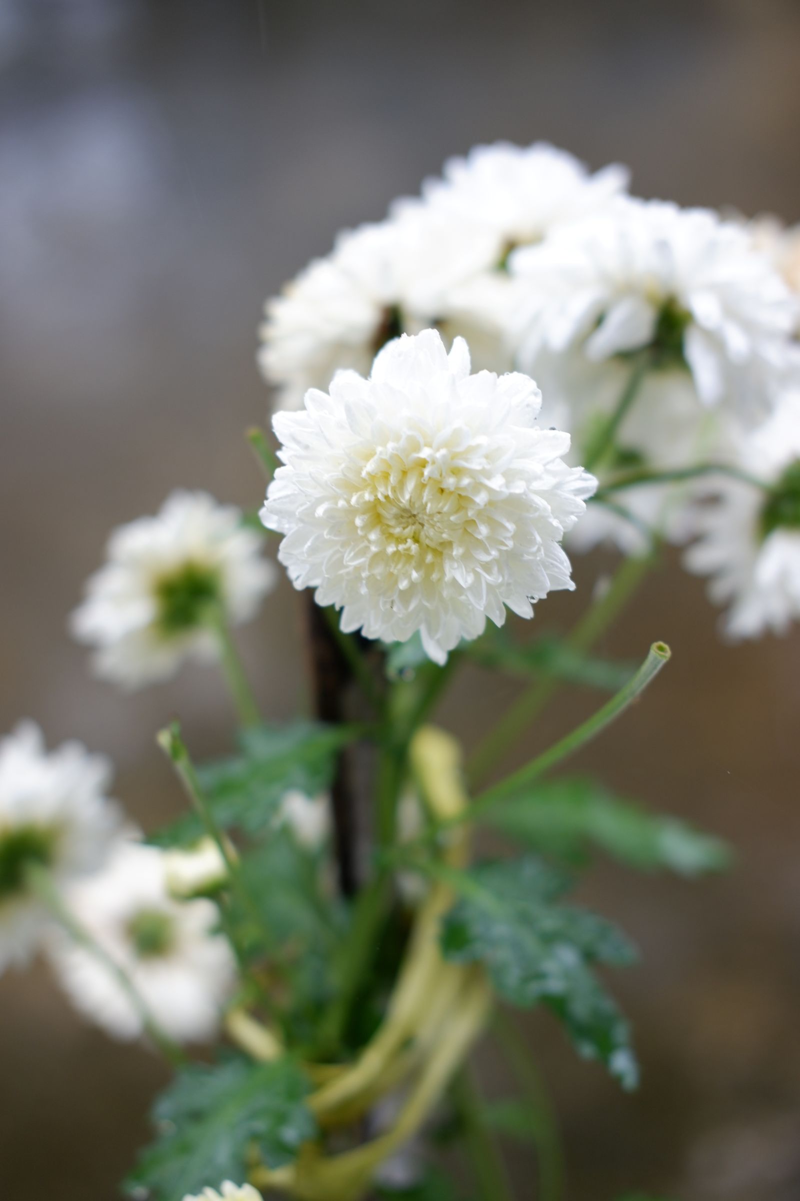 白菊